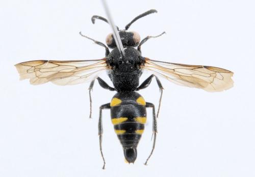 Nysson sp.